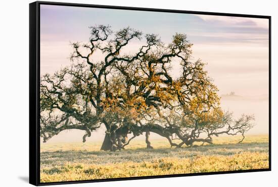 Morning Oak and Mist, Petaluma Trees, Sonoma County, Bay Area-Vincent James-Framed Stretched Canvas