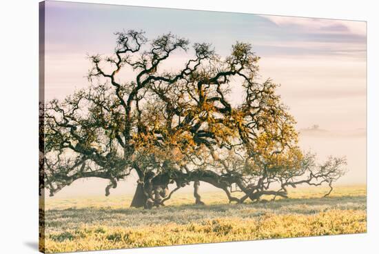 Morning Oak and Mist, Petaluma Trees, Sonoma County, Bay Area-Vincent James-Stretched Canvas