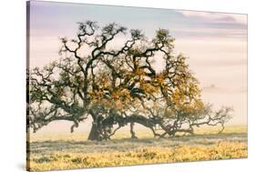 Morning Oak and Mist, Petaluma Trees, Sonoma County, Bay Area-Vincent James-Stretched Canvas