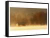 Morning on Spring Creek-Danny Head-Framed Stretched Canvas