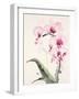 Morning Orchid 1-Karin Johannesson-Framed Art Print