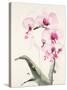 Morning Orchid 1-Karin Johannesson-Stretched Canvas