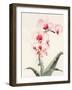 Morning Orchid 2-Karin Johannesson-Framed Art Print