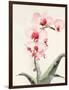 Morning Orchid 2-Karin Johannesson-Framed Art Print