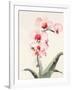 Morning Orchid 2-Karin Johannesson-Framed Art Print