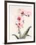 Morning Orchid 2-Karin Johannesson-Framed Art Print