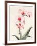 Morning Orchid 2-Karin Johannesson-Framed Art Print