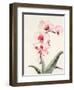 Morning Orchid 2-Karin Johannesson-Framed Art Print