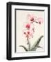 Morning Orchid 2-Karin Johannesson-Framed Art Print