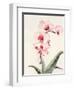 Morning Orchid 2-Karin Johannesson-Framed Art Print