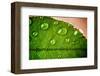 Morning Rain-Doug Nelson-Framed Art Print