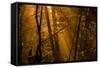 Morning Rays-Norbert Maier-Framed Stretched Canvas