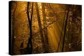 Morning Rays-Norbert Maier-Stretched Canvas