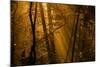 Morning Rays-Norbert Maier-Mounted Photographic Print