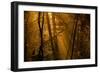 Morning Rays-Norbert Maier-Framed Photographic Print