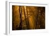 Morning Rays-Norbert Maier-Framed Photographic Print