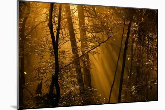 Morning Rays-Norbert Maier-Mounted Photographic Print