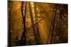 Morning Rays-Norbert Maier-Mounted Photographic Print