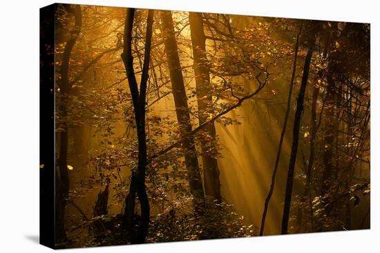 Morning Rays-Norbert Maier-Stretched Canvas
