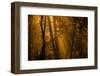 Morning Rays-Norbert Maier-Framed Photographic Print