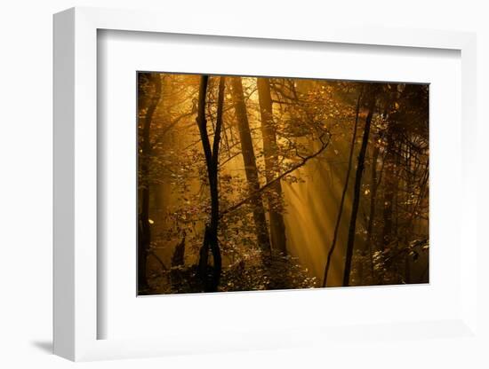 Morning Rays-Norbert Maier-Framed Photographic Print