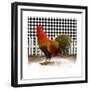 Morning Rooster II-Dan Meneely-Framed Premium Giclee Print