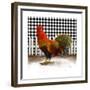 Morning Rooster II-Dan Meneely-Framed Premium Giclee Print