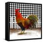 Morning Rooster II-Dan Meneely-Framed Stretched Canvas