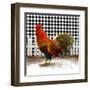 Morning Rooster II-Dan Meneely-Framed Art Print