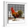 Morning Rooster II-Dan Meneely-Framed Art Print