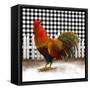 Morning Rooster II-Dan Meneely-Framed Stretched Canvas