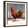 Morning Rooster II-Dan Meneely-Framed Art Print