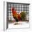 Morning Rooster II-Dan Meneely-Framed Art Print