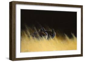 Morning Solitude-Michael Budden-Framed Giclee Print