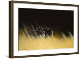 Morning Solitude-Michael Budden-Framed Giclee Print