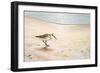 Morning Stroll-Bruce Nawrocke-Framed Premium Giclee Print