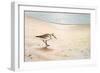 Morning Stroll-Bruce Nawrocke-Framed Premium Giclee Print