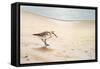 Morning Stroll-Bruce Nawrocke-Framed Stretched Canvas