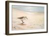 Morning Stroll-Bruce Nawrocke-Framed Art Print