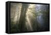 Morning Sun Explosion, California Coast Redwoods-Vincent James-Framed Stretched Canvas