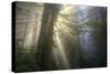 Morning Sun Explosion, California Coast Redwoods-Vincent James-Stretched Canvas