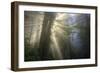 Morning Sun Explosion, California Coast Redwoods-Vincent James-Framed Photographic Print