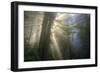 Morning Sun Explosion, California Coast Redwoods-Vincent James-Framed Photographic Print