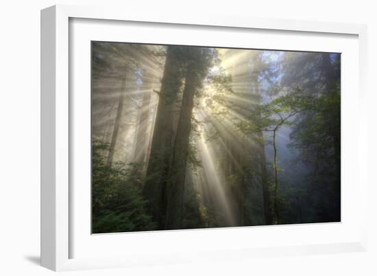 Morning Sun Explosion, California Coast Redwoods-Vincent James-Framed Photographic Print