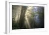 Morning Sun Explosion, California Coast Redwoods-Vincent James-Framed Photographic Print