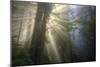 Morning Sun Explosion, California Coast Redwoods-Vincent James-Mounted Photographic Print