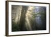 Morning Sun Explosion, California Coast Redwoods-Vincent James-Framed Photographic Print