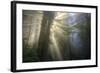 Morning Sun Explosion, California Coast Redwoods-Vincent James-Framed Photographic Print