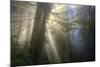 Morning Sun Explosion, California Coast Redwoods-Vincent James-Mounted Photographic Print