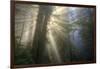 Morning Sun Explosion, California Coast Redwoods-Vincent James-Framed Photographic Print